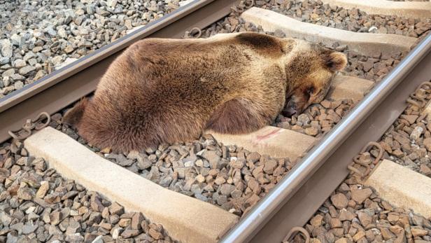 Von Zug gerammt: Getöteter Bär hatte zuvor Schafe in Bayern gerissen