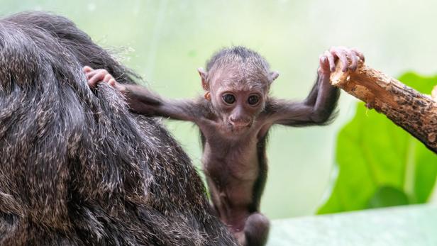 Der Babyaffe im Wiener Haus des Meeres heißt offiziell &quot;Quentin&quot;: Der Weißkopfsakis kam Ende Mai zur Welt. Er ist der erste Nachwuchs seiner Eltern Gaby und Karl.