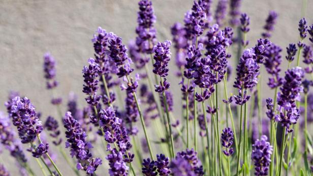 Garden with the flourishing Lavender