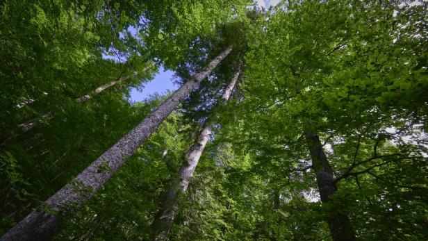 Spaziergang im Rothwald im Wildnisgebiet Dürrenstein