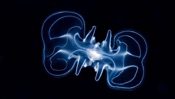 Eine leuchtende Qualle im dunklen Wasser.