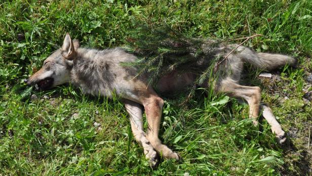 "Killer"-Wölfin identifiziert: Jetzt muss Jagd gestoppt werden
