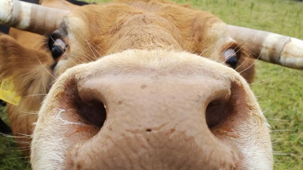 Ein Stall für Kühe konnte dank ethical banking finanziert werden.