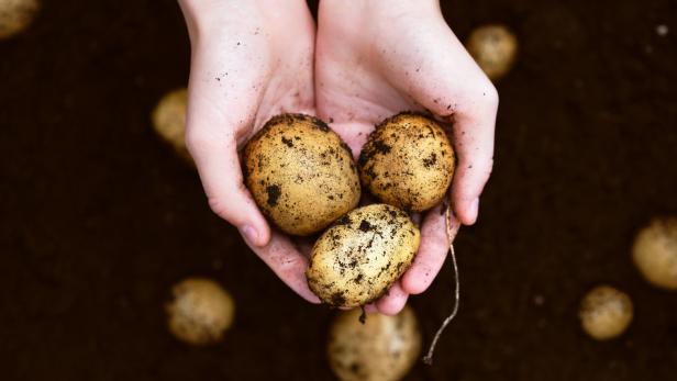 Hände halten drei frisch geerntete Kartoffeln über der Erde.