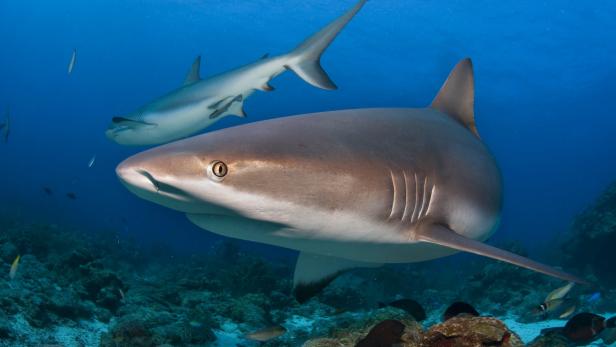 Gefürchtet und gejagt: Warum Haie getötet werden