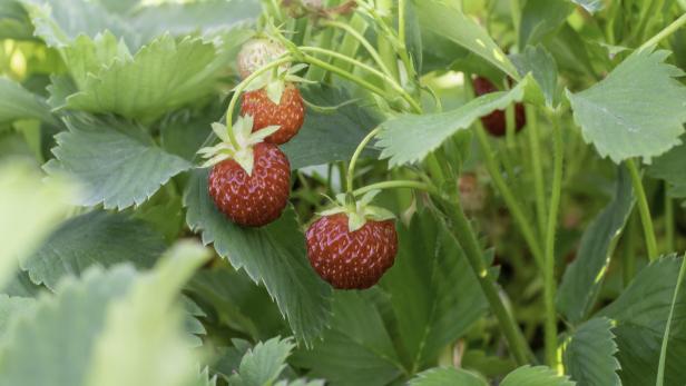 Gärtner-Tipp: Zu feucht für die Erdbeere