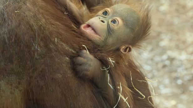 Tiere bekommen im Zoo Schönbrunn doch weiterhin einen Namen