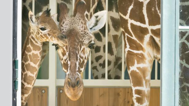 Nachwuchs im Tiergarten Schönbrunn: Giraffen-Baby hat einen Namen