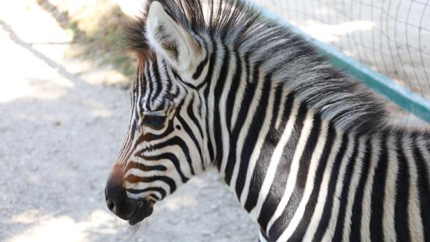 Zebra-Stute mit ihrer Mutter „Farai"