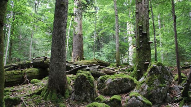 Urwaldstimmung: Riesige, jahrhundertealte Bäume zwischen Felsen. Totholz, aus dem neues Leben wuchert
