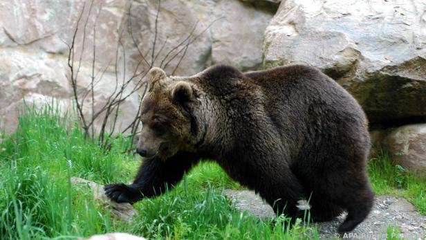 Im Bezirk Kufstein wurde innerhalb von zwei Tagen zwei Mal ein Bär gesichtet.