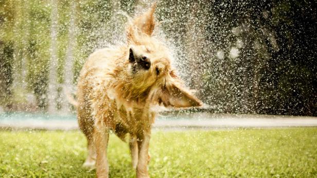 Tiercoach: Baderegeln für den Schwimmtag mit Hund