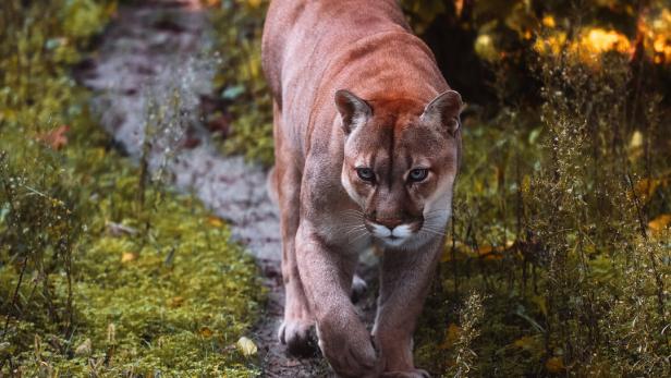 Gärtnern wie ein Puma: Der mörderische Dünger der Raubkatzen
