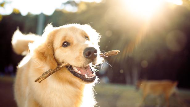 Cute happy dog playing with a stick