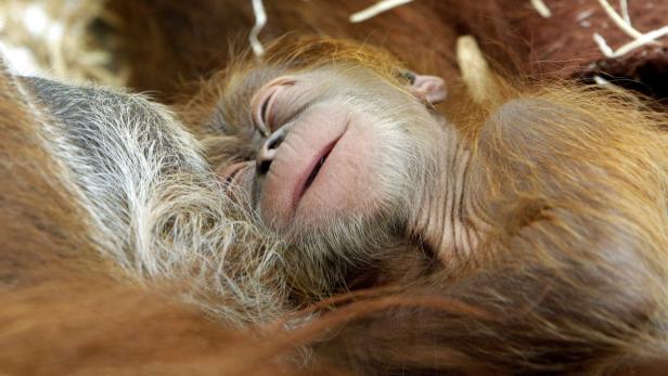 So knuddelig, flauschig, tollpatschig - einfach zum Niederknien: Ein sechs Tage alter Orangutan kuschelt bei Mama (Gelsenkirchen, Deutschland).