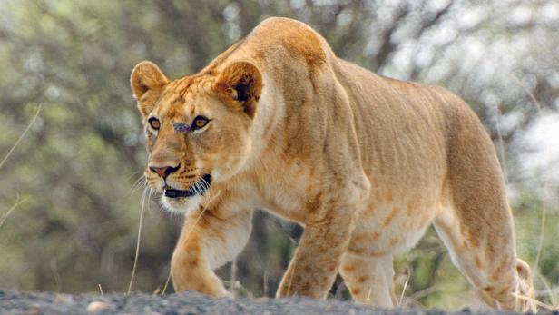 5 Verhaltenstipps für die Begegnung mit einem Löwen