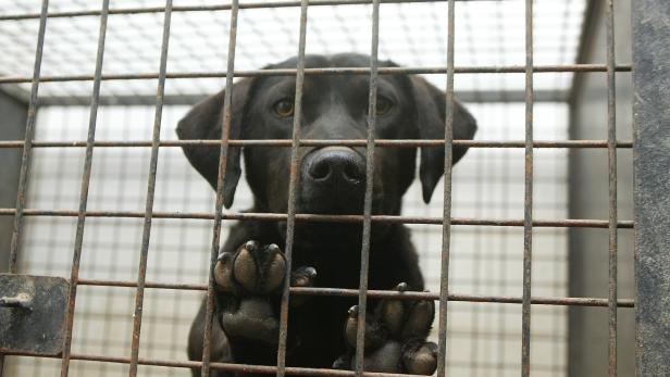 Tierschutzheime in Not: "Wir sind am Limit"