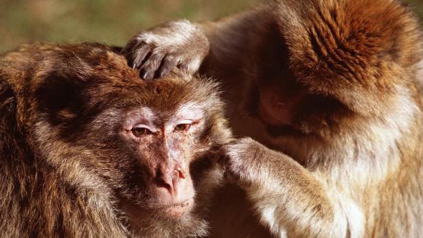 Die Kontaktpflege zu ihren männlichen Artgenossen wappnet marokkanische Berberaffen-Männchen gegen Stress.