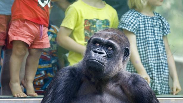 Ein artgerechtes Leben im Zoo: Eine Frage der Haltung