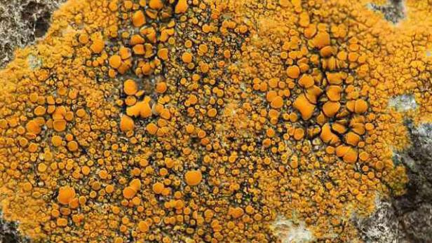 Nahaufnahme von orangefarbener Flechte, die auf einem Felsen wächst.