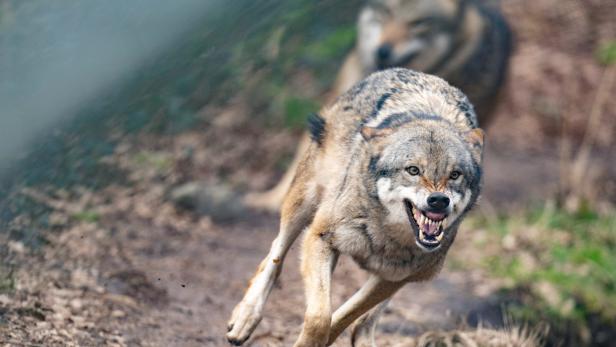 Die Jagd auf den Wolf: "Die Länder pokern"