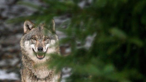 Immer mehr wilde Wölfe in Brandenburg
