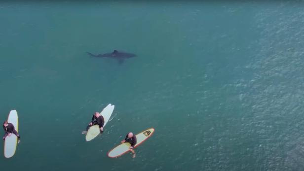 A Great White Shark swims near surfers at sea, at San Onofre beach