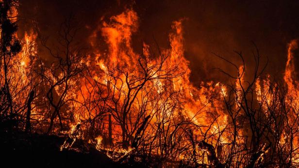 Waldbrände: Rotes Kreuz warnt vor explodierender Munition 