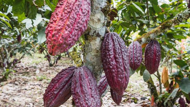 Woher der Kakao für die besten Chocolatiers der Welt stammt