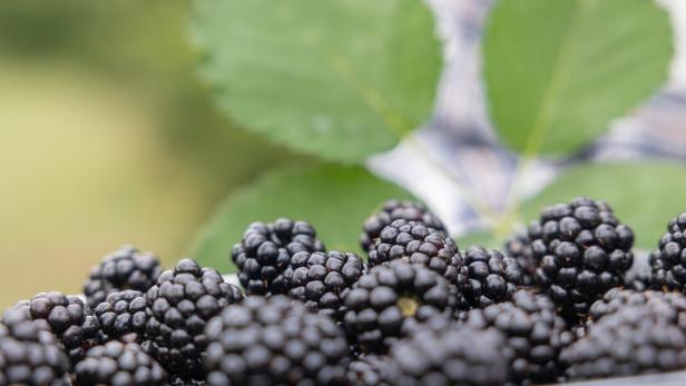 Die Brombeerhecke des Nachbarn wuchert und drückt den Zaun nieder - was tun?