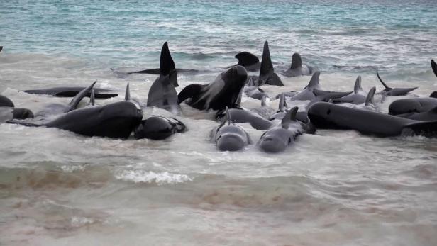 AUSTRALIA-ANIMAL-CONSERVATION AUSTRALIA-ANIMAL-CONSERVATION
