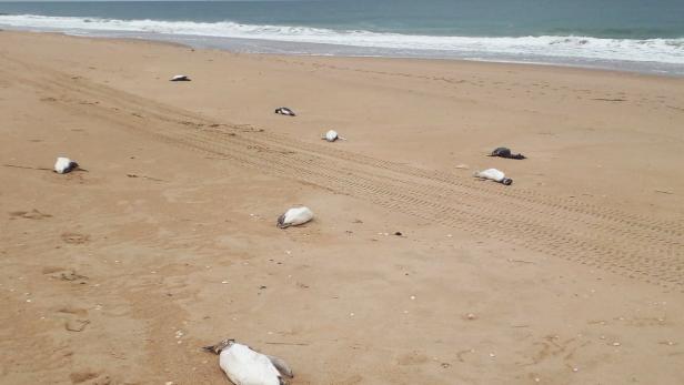 2.000 tote Pinguine an Uruguays Küste angeschwemmt