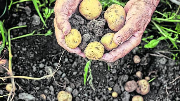 Fresh potatoes