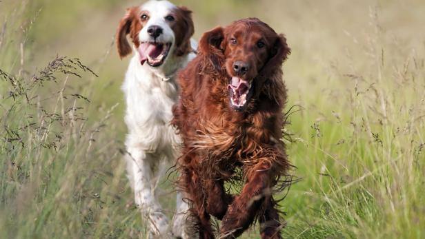 Hundeglück im Doppelpack: Zwei Hunde machen mehr Freude, aber auch mehr Arbeit.