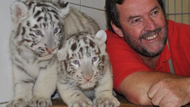 Ein Mann lächelt neben zwei jungen weißen Tigern.
