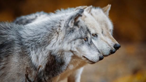 Forschung in Niederösterreich: Was man vom Wolf lernen kann