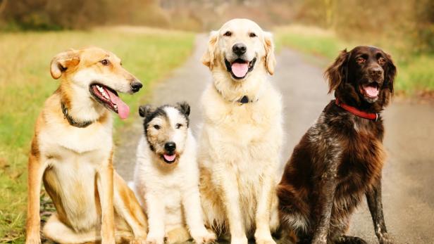 Tiercoach: Warum nicht egal ist, welche Hunderasse mitmischt