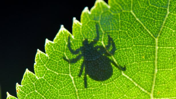 Der Schatten einer Zecke scheint hinter einem Blatt durch. 