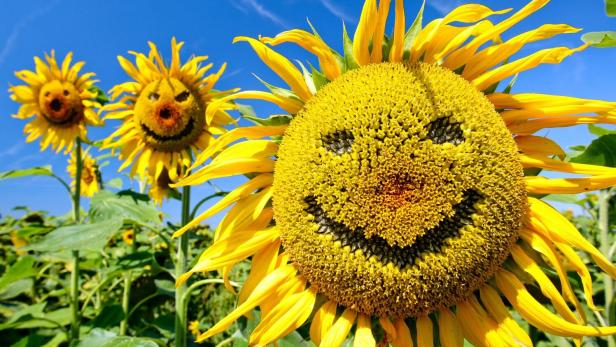 Lachende Sonnenblumen
