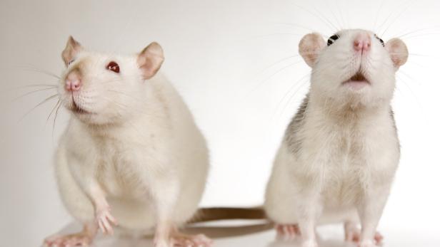 Blut junger Mäuse lässt ältere langsamer altern: Gilt das auch für Menschen?