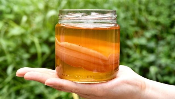 Scoby, Hand holding tea mushroom with kombucha tea, Healthy fermented food, Probiotic nutrition drink for good balance digestive system.