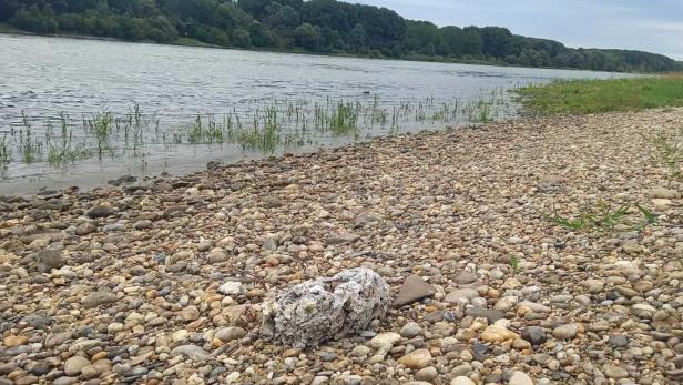 Müll entdeckt: Abfallklumpen werden händisch aus Donau gefischt