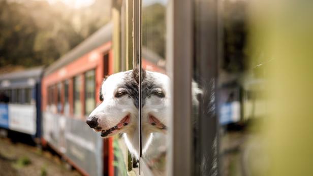 Ohne Frauchen: Hund reiste per Zug allein nach Köln 