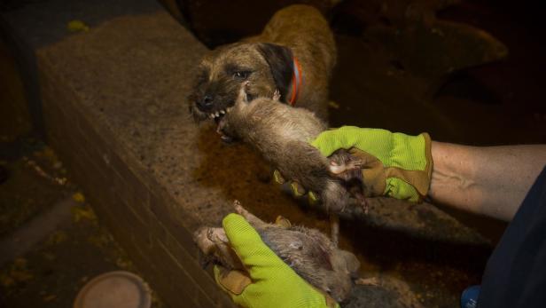 Ein Hund mit gefletschten Zähnen und eine Person mit Handschuhen, die zwei tote Ratten hält.