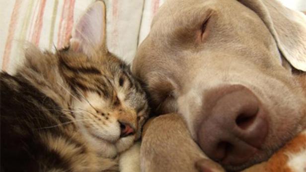 Eine Katze und ein Hund schlafen eng aneinander gekuschelt.