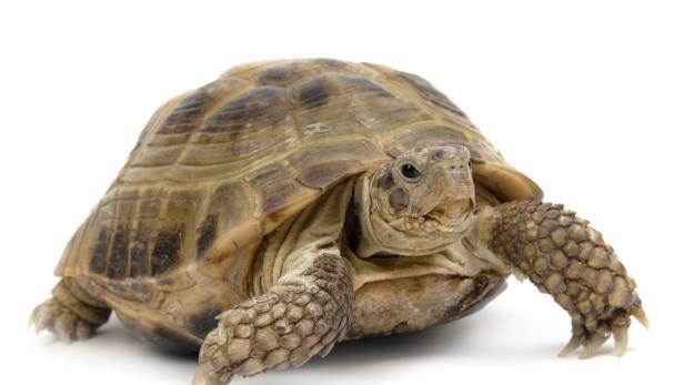 Schildkröten: Kühlschrank oder Schotterbett