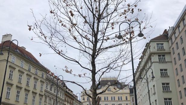 Bäume in Wien: Dem Stadtklima (nicht) gewachsen