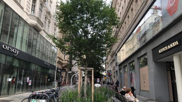 Wien verschärft Baumschutzgesetz: Größere Bäume und höhere Strafen