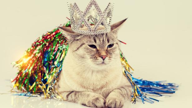 Weltkatzentag