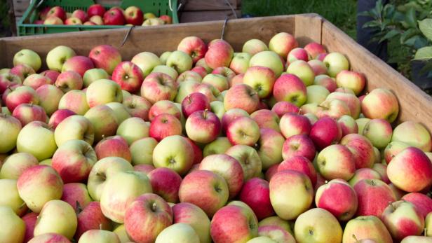 Apfelbauern jubeln über saftige Ernte